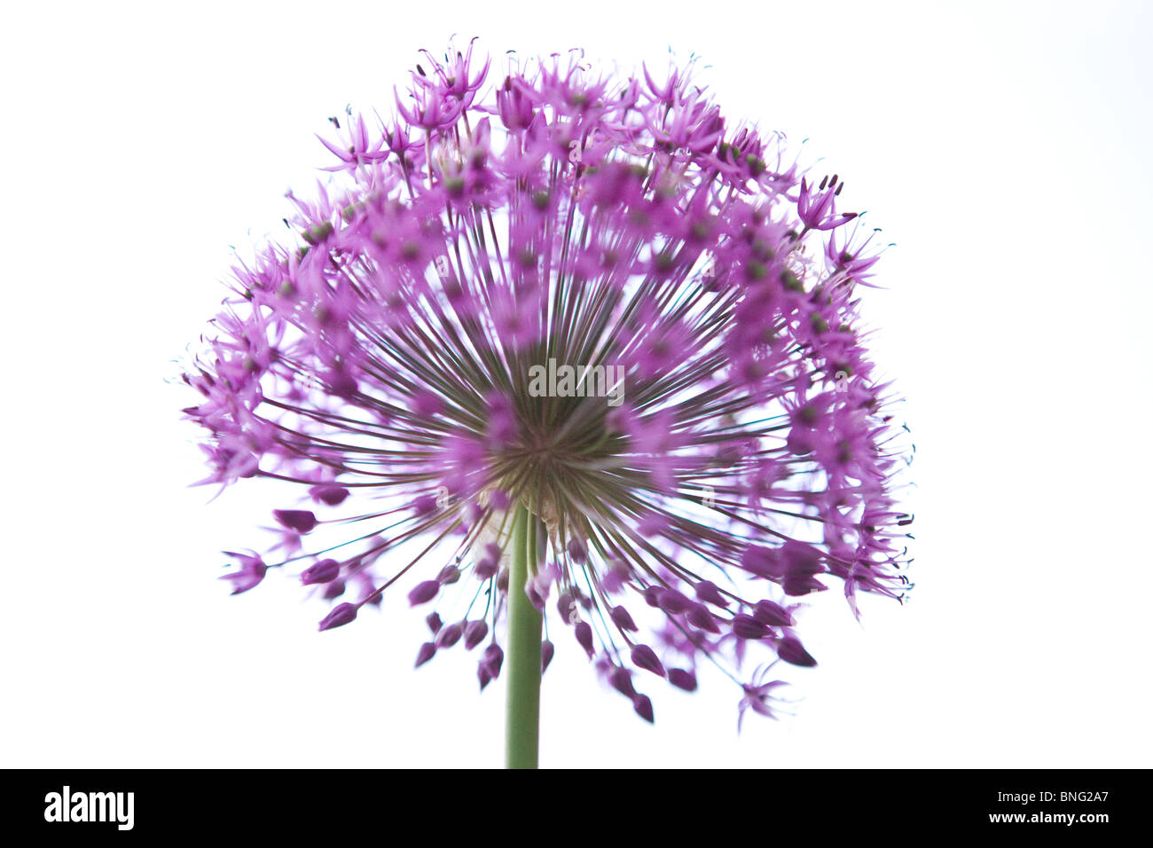 Un viola allium testa di fiori Foto Stock