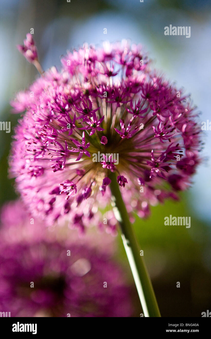 Una rosa di allium testa di fiori Foto Stock