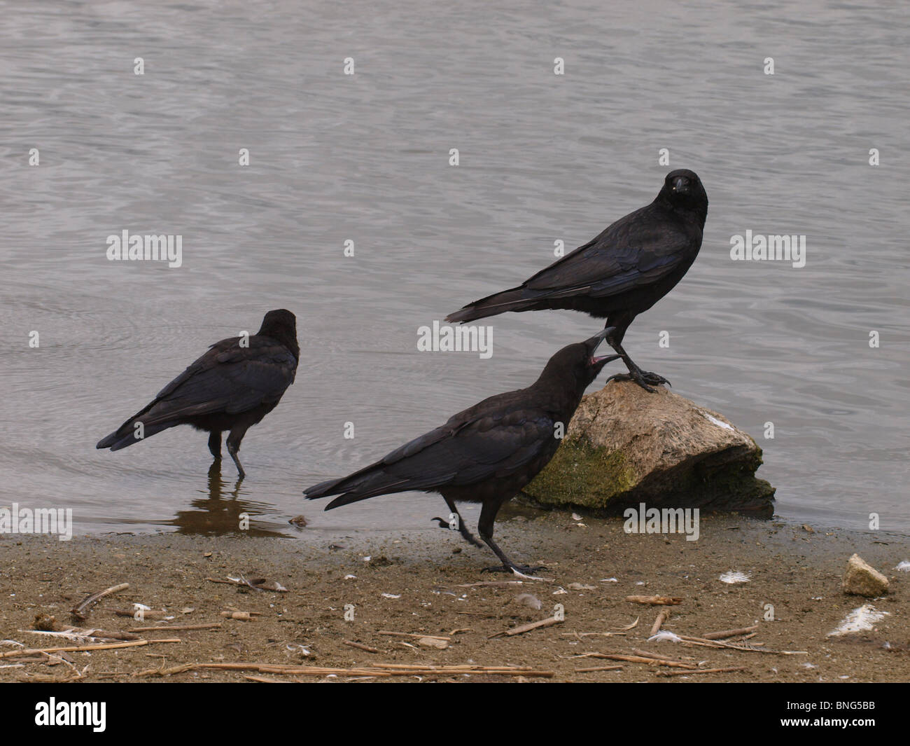 Carrion Crows, Corvus corone corone Foto Stock