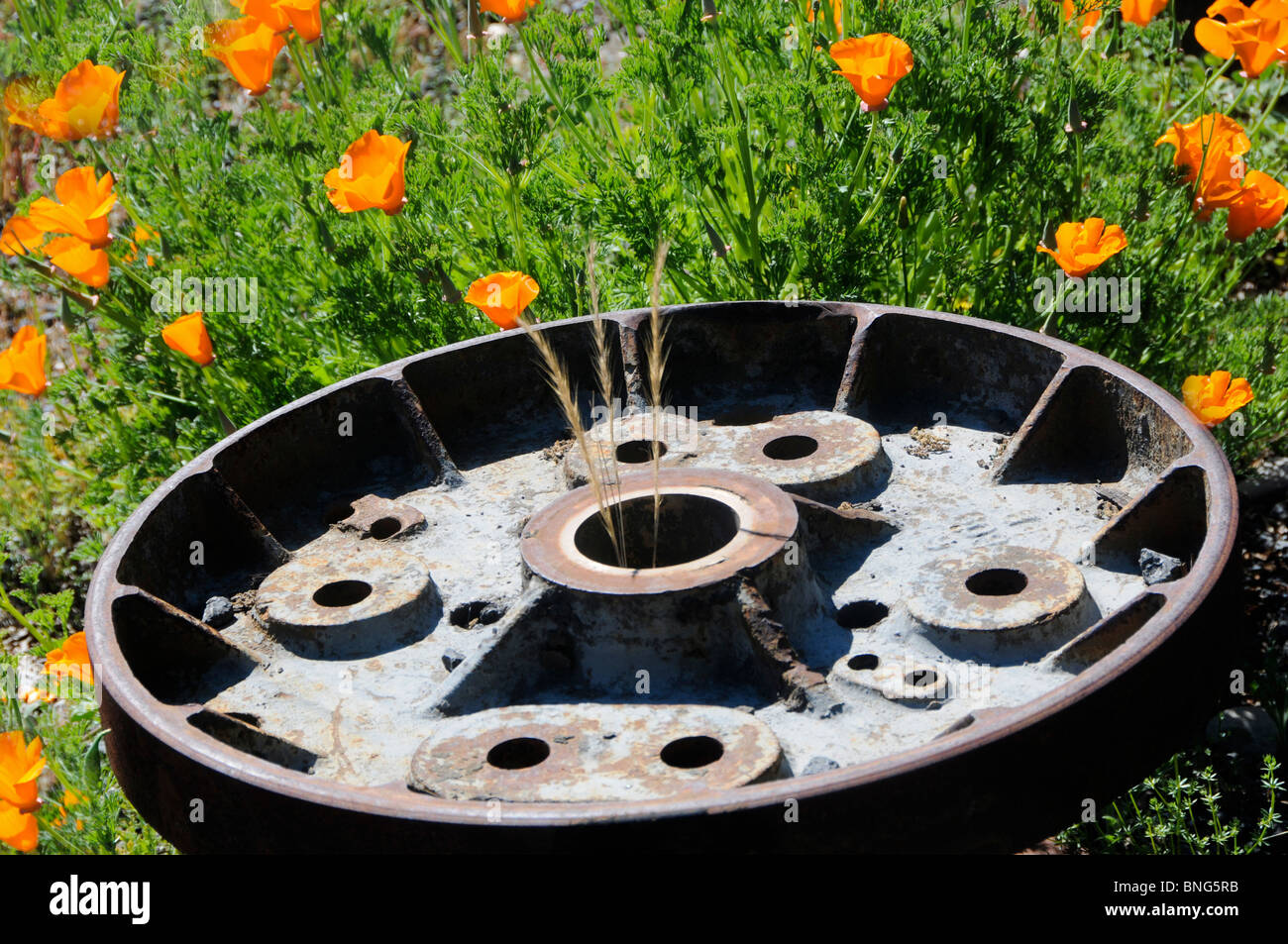 Papaveri crescente tra scartato Railroad parte Foto Stock