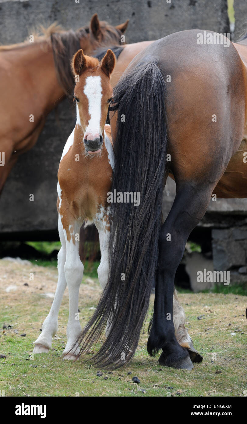 Pony selvatici con puledro sul Clee Hills in Shropshire Foto Stock