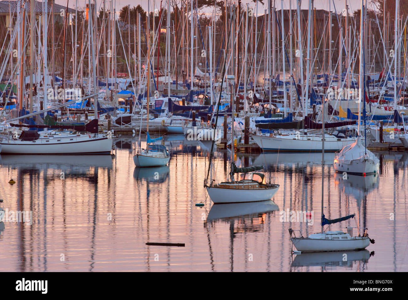 Barche a vela ormeggiata in un porto, Royal Victoria Yacht Club, Victoria, Isola di Vancouver, British Columbia, Canada Foto Stock