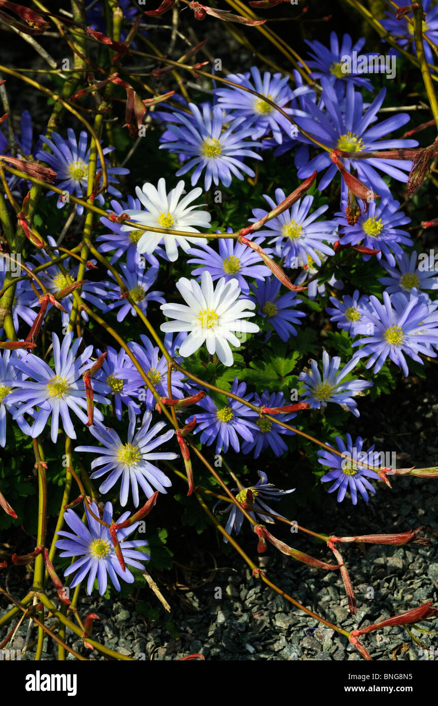 Anemone blanda " sfumature di blu' e la controparte bianca Foto Stock