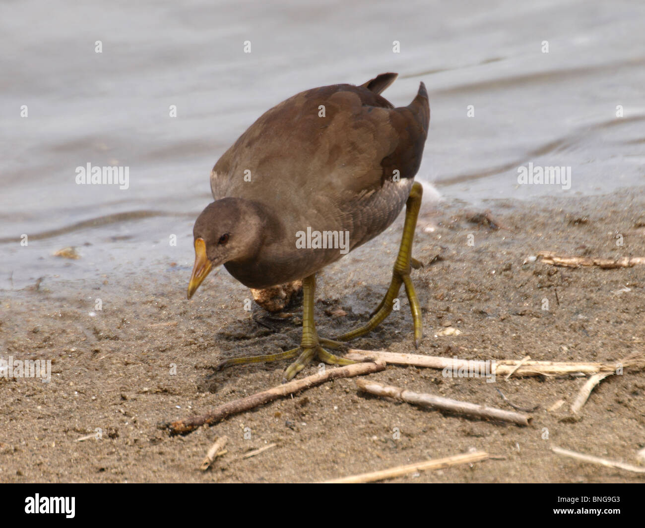 I capretti, moorhen Gallinula chloropus, REGNO UNITO Foto Stock