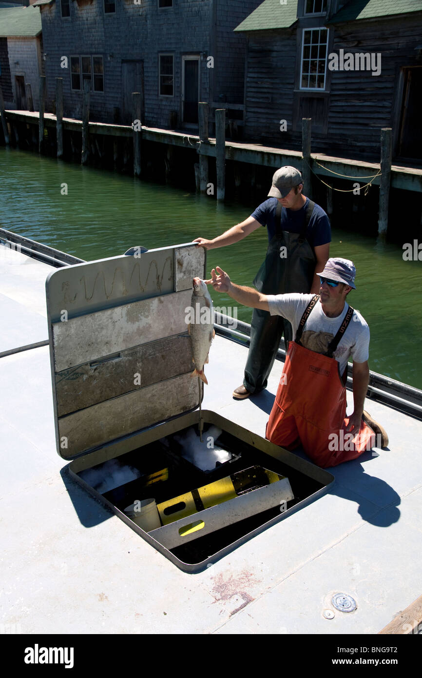 I pescatori commerciali lo scarico appena pescate Lago di coregone Coregonus clupeaformis dal Lago Michigan Leland Michigan STATI UNITI Foto Stock