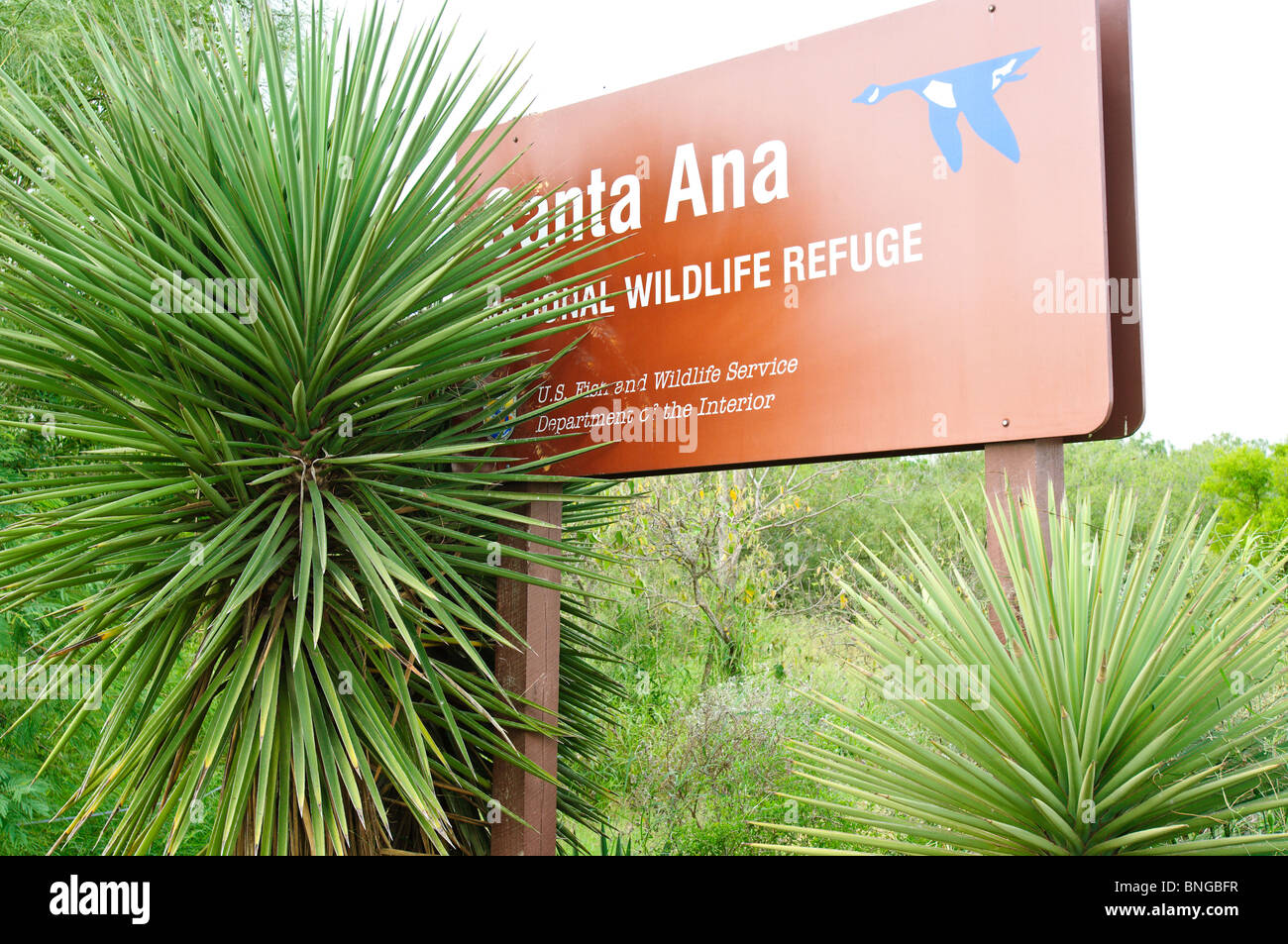 Texas, McAllen. Santa Ana National Wildlife Refuge. Foto Stock