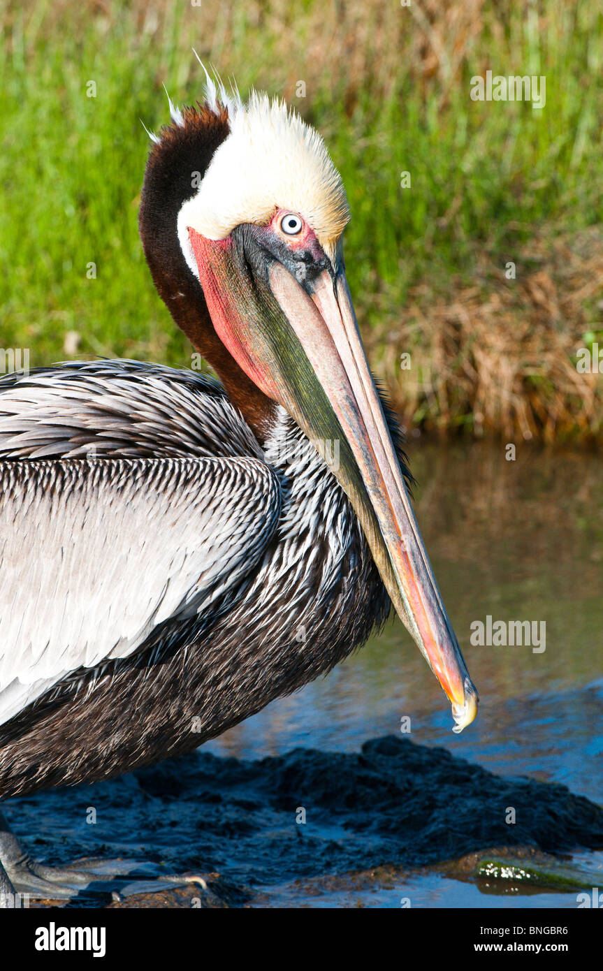 Texas, Port Aransas. Brown Pelican a Leonabelle Turnbull Birding Center. Foto Stock