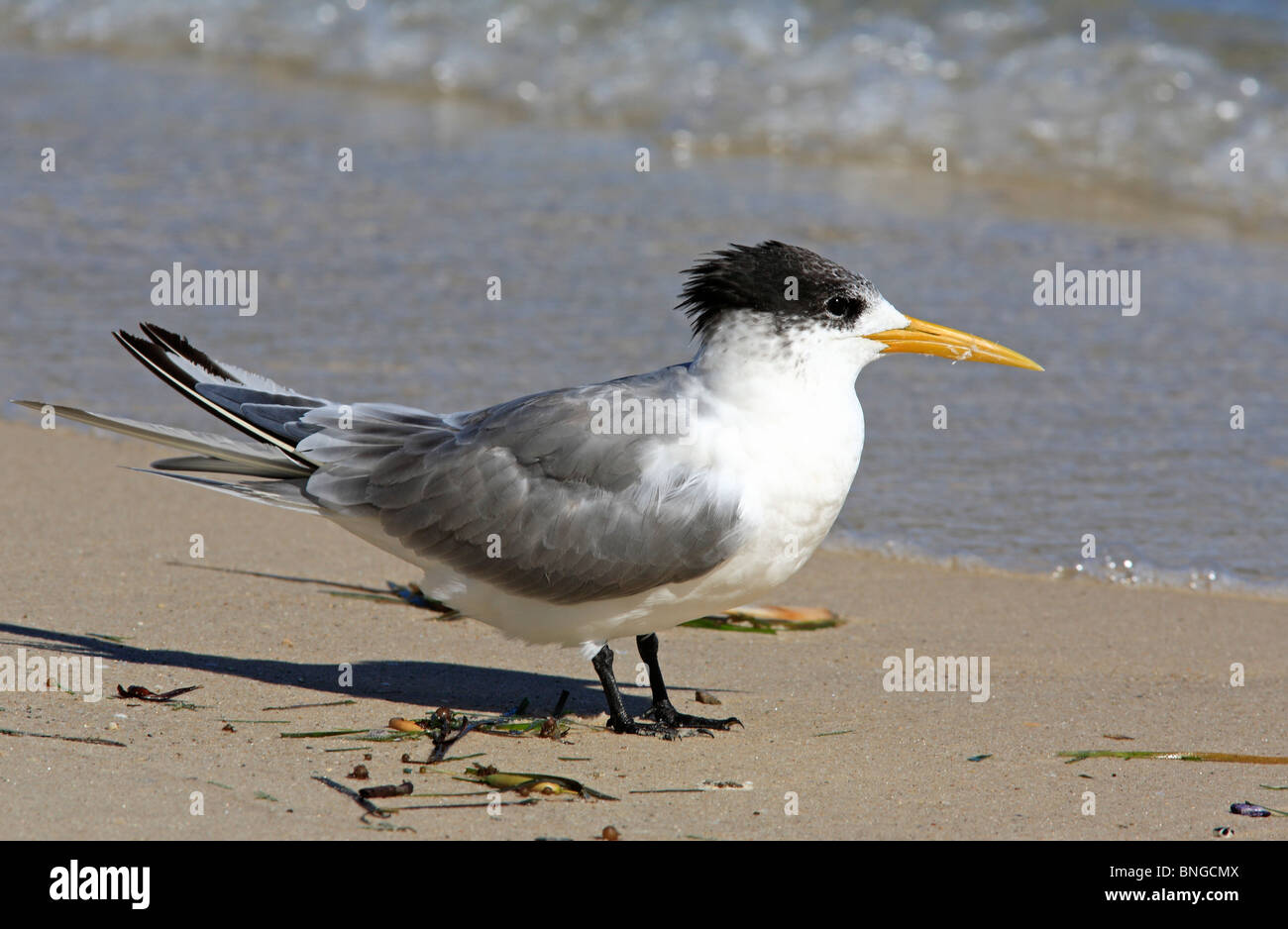 Maggiore Crested Tern, Thalasseus bergii, (precedentemente Sterna bergii), sulla spiaggia, Foto Stock