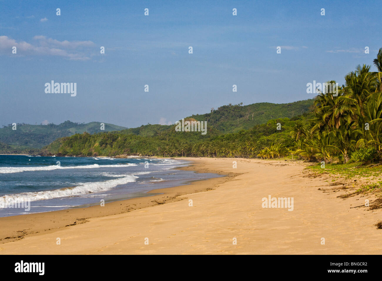 Palme linea a distanza spiaggia tropicale all estremo nord dell isola di Palawan - FILIPPINE Foto Stock