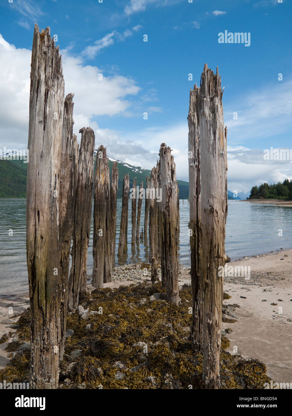 Stati Uniti d'America; Alaska; Juneau; Isola di Douglas; Treadwell miniera; Historic Trail; palificazioni sulla spiaggia Foto Stock