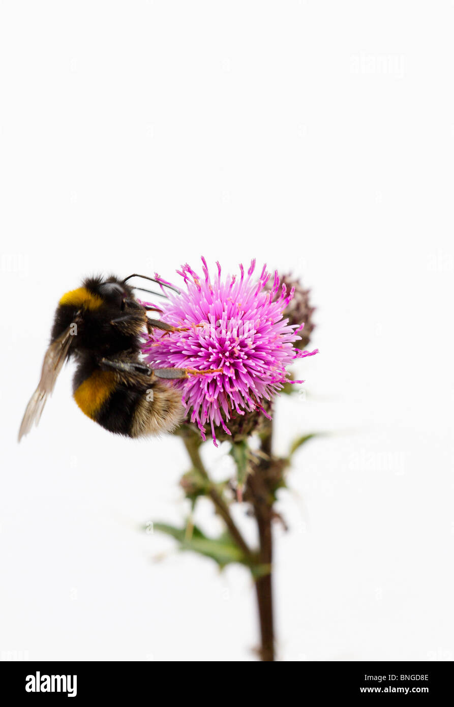 Bumble Bee (Bombus) la raccolta del polline di una lancia di fiore di cardo (Cirsium vulgare) Foto Stock