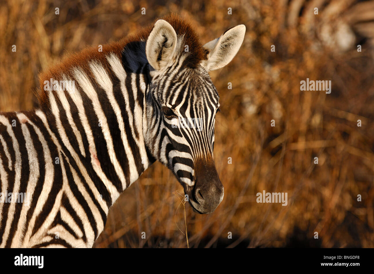 La Burchell zebra, Equus burchelli, Madikwe Game Reserve, Sud Africa Foto Stock