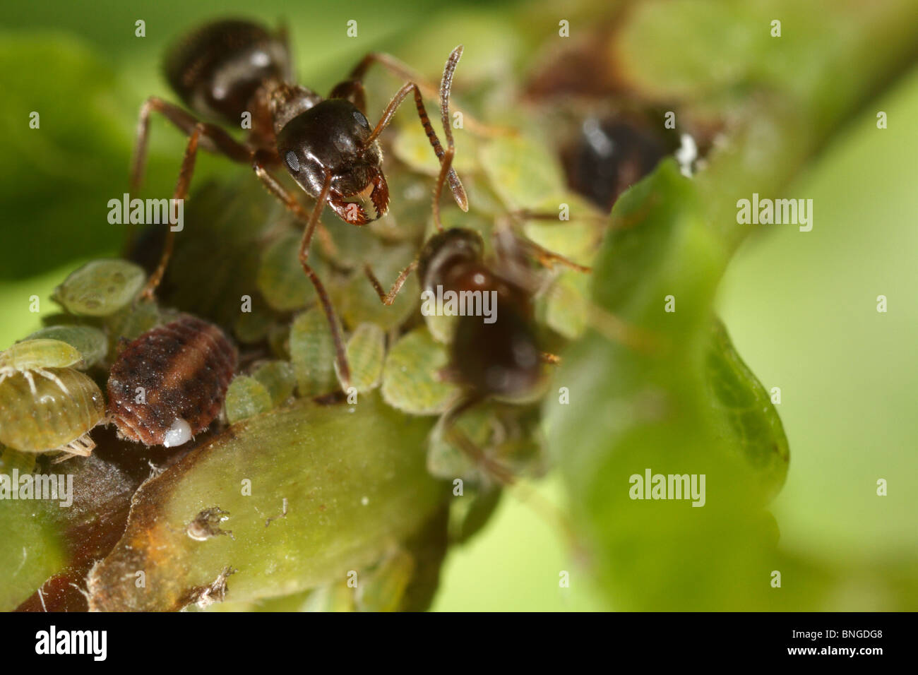 Lasius niger, il giardino nero ant, vedendo per gli afidi e la mungitura Honey dew Foto Stock