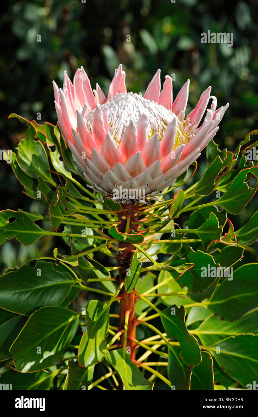 Re Protea, Protea cynaroides, fiore nazionale del Sud Africa, Cape Floral Kingdom, Sud Africa Foto Stock