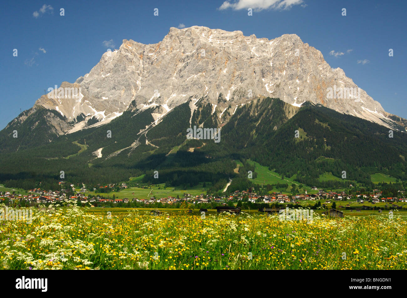 Fioritura pascoli di montagna ai piedi della montagna Wetterstein gamma con Mt. Zugspitze, Ehrwald, Tirolo, Austria Foto Stock