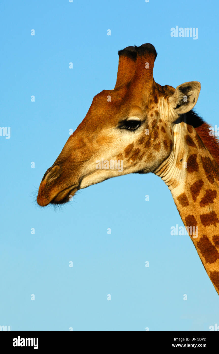 Giraffe , Giraffa camelopardalis, Madikwe Game Reserve, Sud Africa Foto Stock