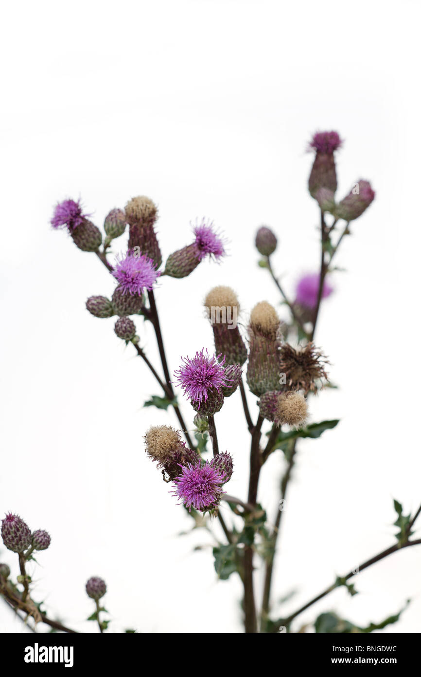 Millefiori, Fiori viola della Lancia Thistle (Cirsium vulgare) su sfondo bianco Foto Stock