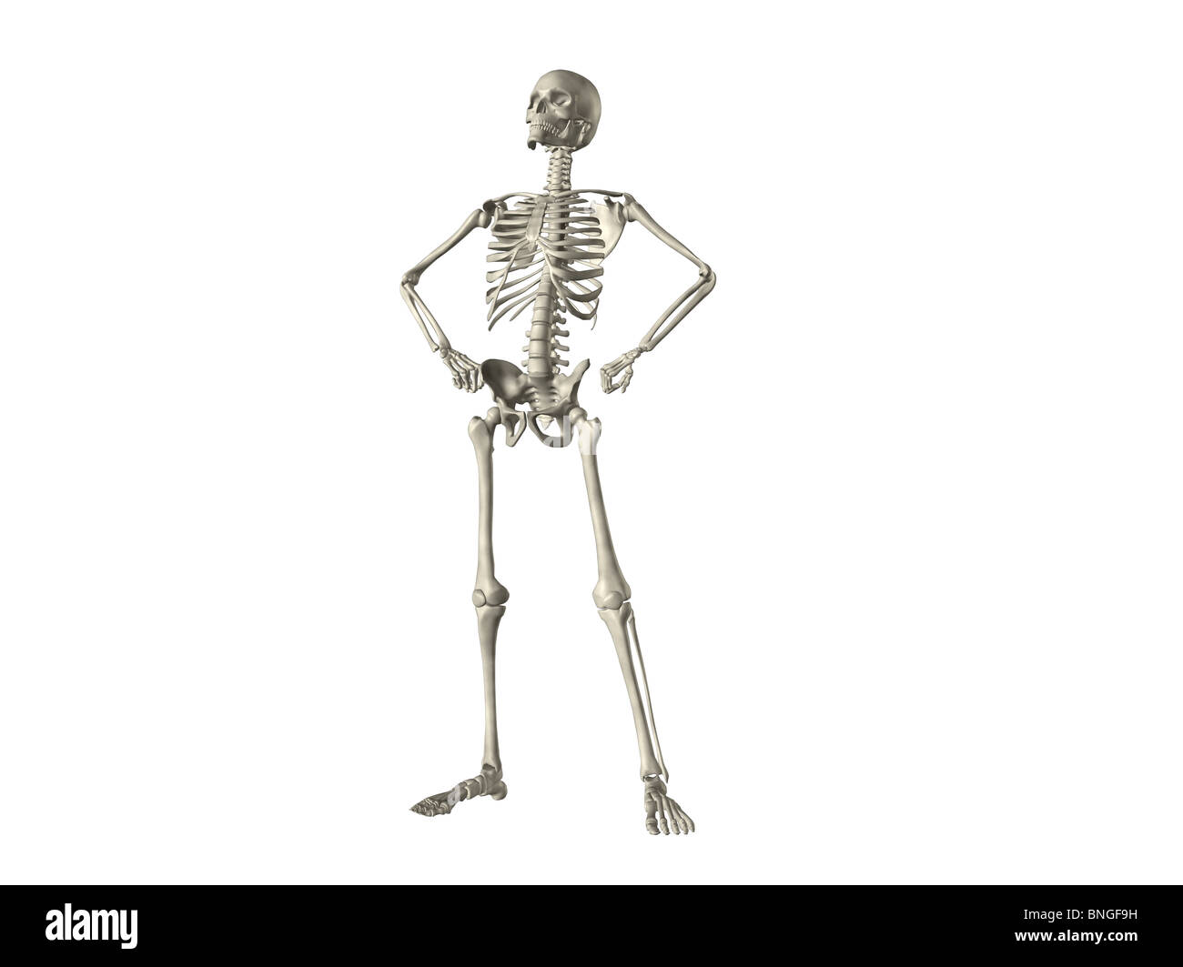 Vista ai raggi X di uno scheletro umano in posa Foto Stock