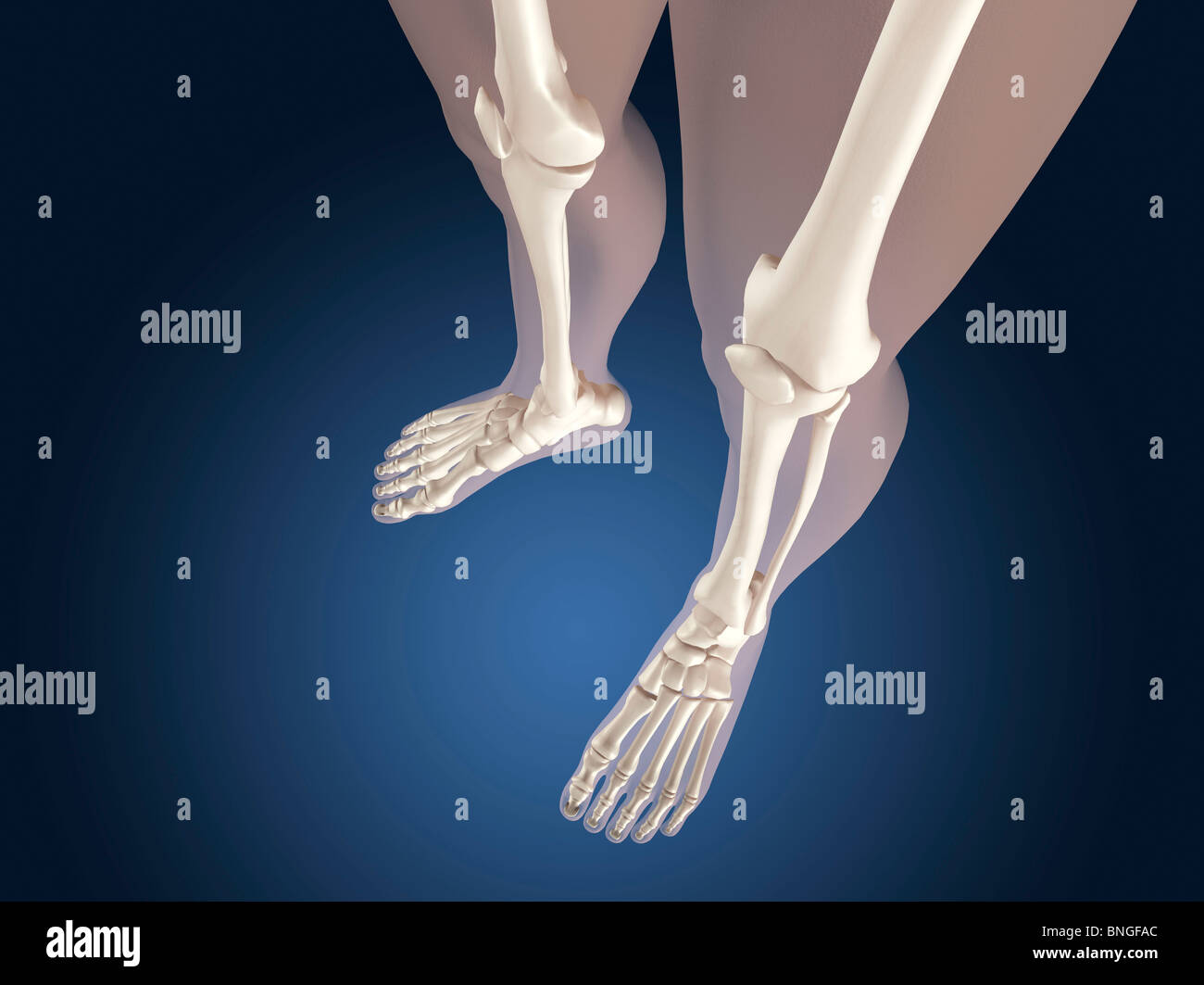 Vista a raggi X delle ginocchia Foto Stock