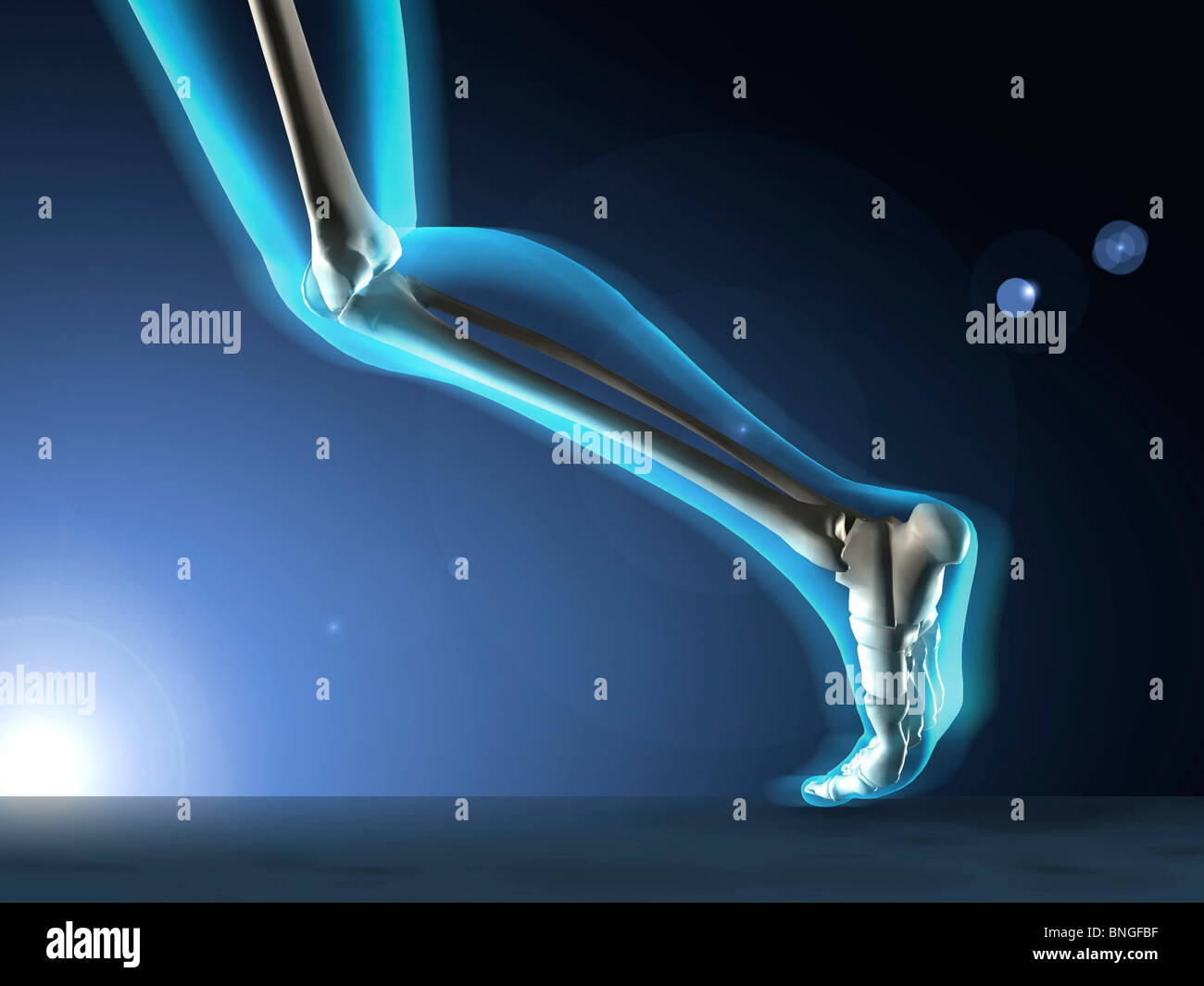Vista ai raggi X di un essere umano è la gamba in posizione di marcia Foto Stock