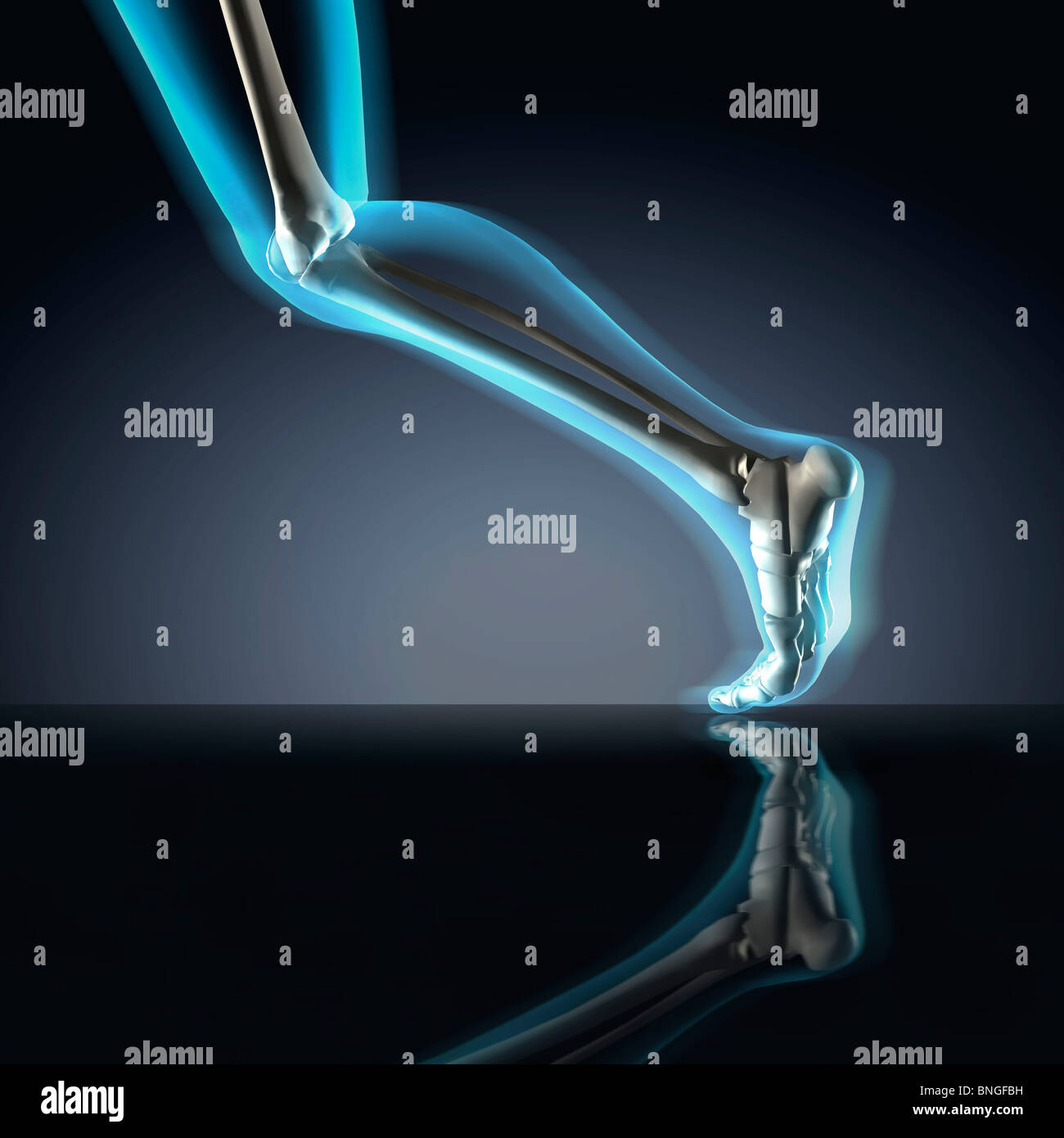 Vista ai raggi X di un essere umano è la gamba in posizione di marcia Foto Stock