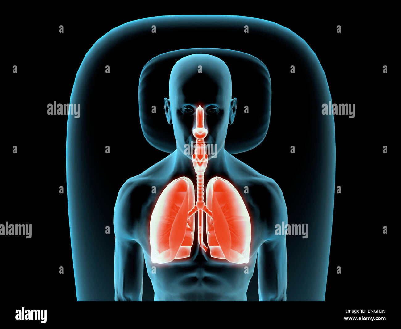 Vista ai raggi X di un uomo in appoggio con la vista dei polmoni Foto Stock