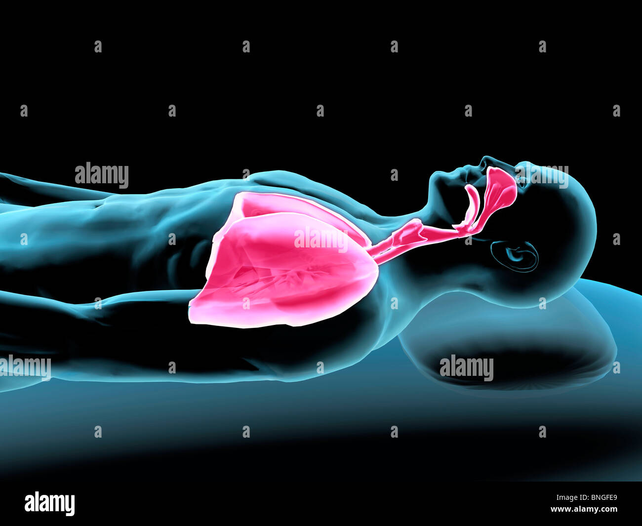 Vista ai raggi X di un uomo in appoggio con la vista dei polmoni Foto Stock