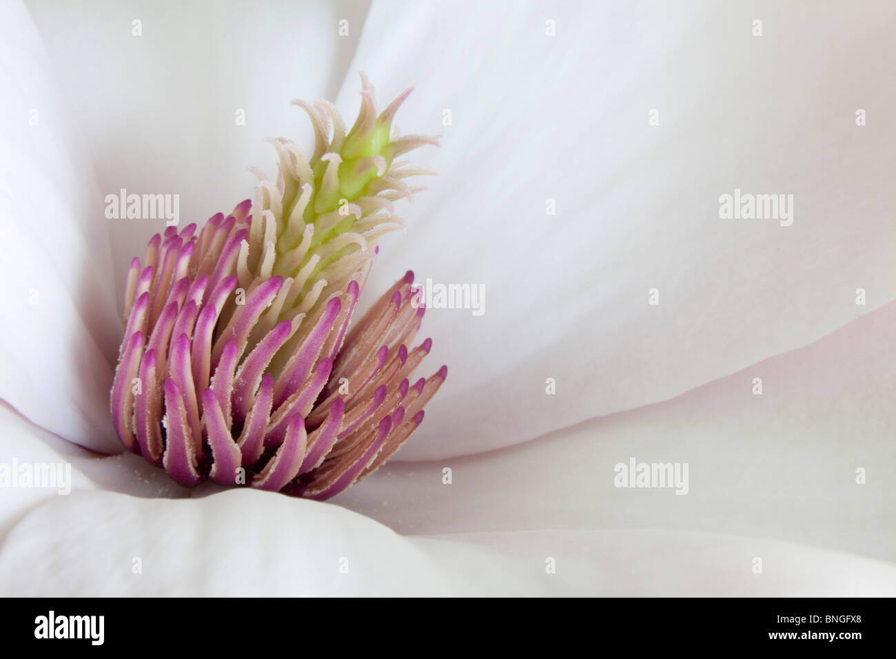 Close-up di un fiore di Magnolia Foto Stock