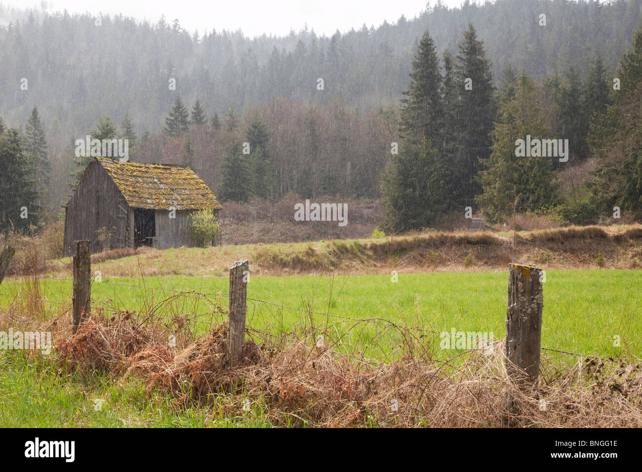 Fienile in un campo, Discovery Bay, nello Stato di Washington, USA Foto Stock