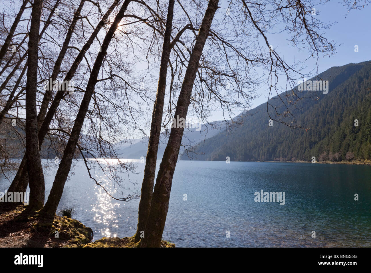 Alberi a lago, lago Crescent, il Parco Nazionale di Olympic, nello Stato di Washington, USA Foto Stock
