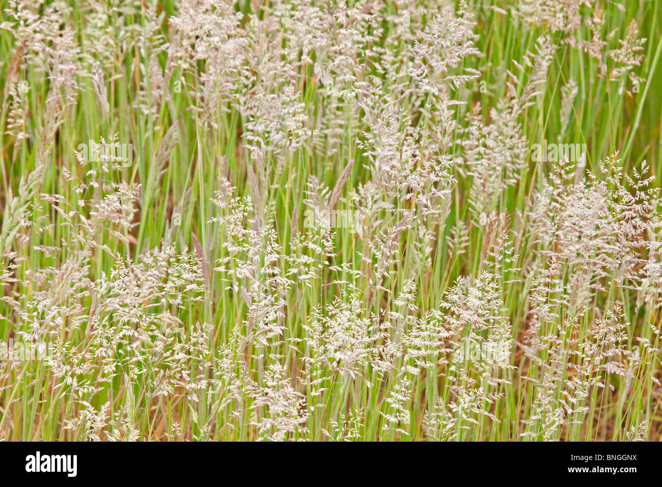 Campo di erba di fioritura Foto Stock