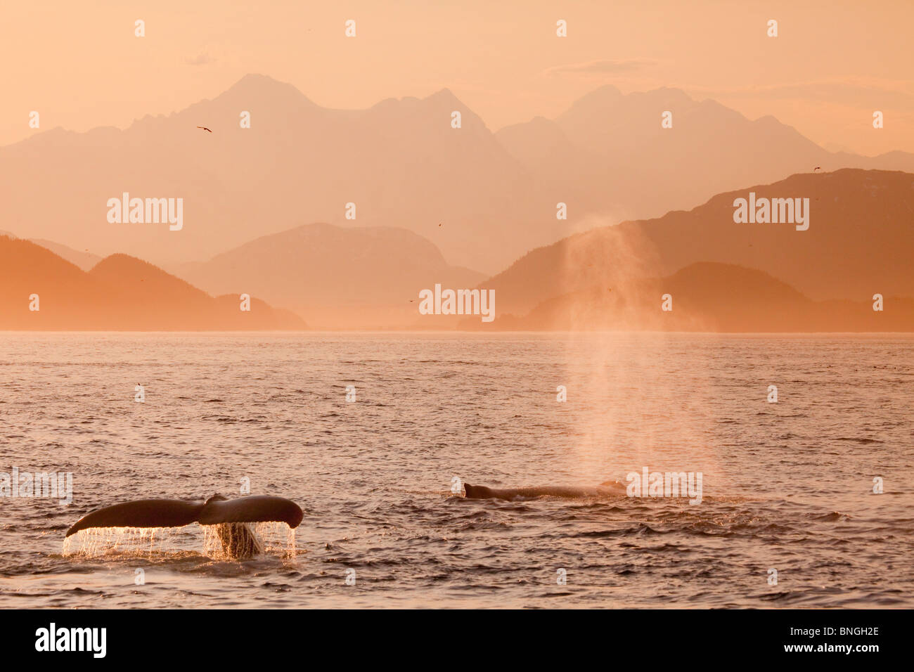 Le balene con la gobba (Megaptera novaeangliae) violare in mare, attraversare il suono, Alexander arcipelago, Alaska, STATI UNITI D'AMERICA Foto Stock