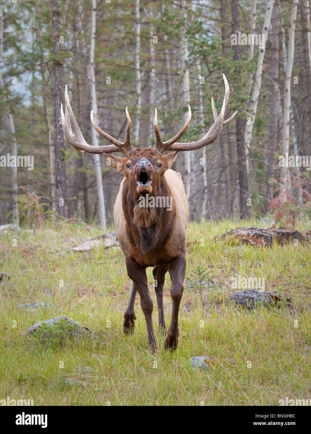 Bull elk in una foresta, Jasper Lodge, il Parco Nazionale di Jasper, Alberta, Canada Foto Stock