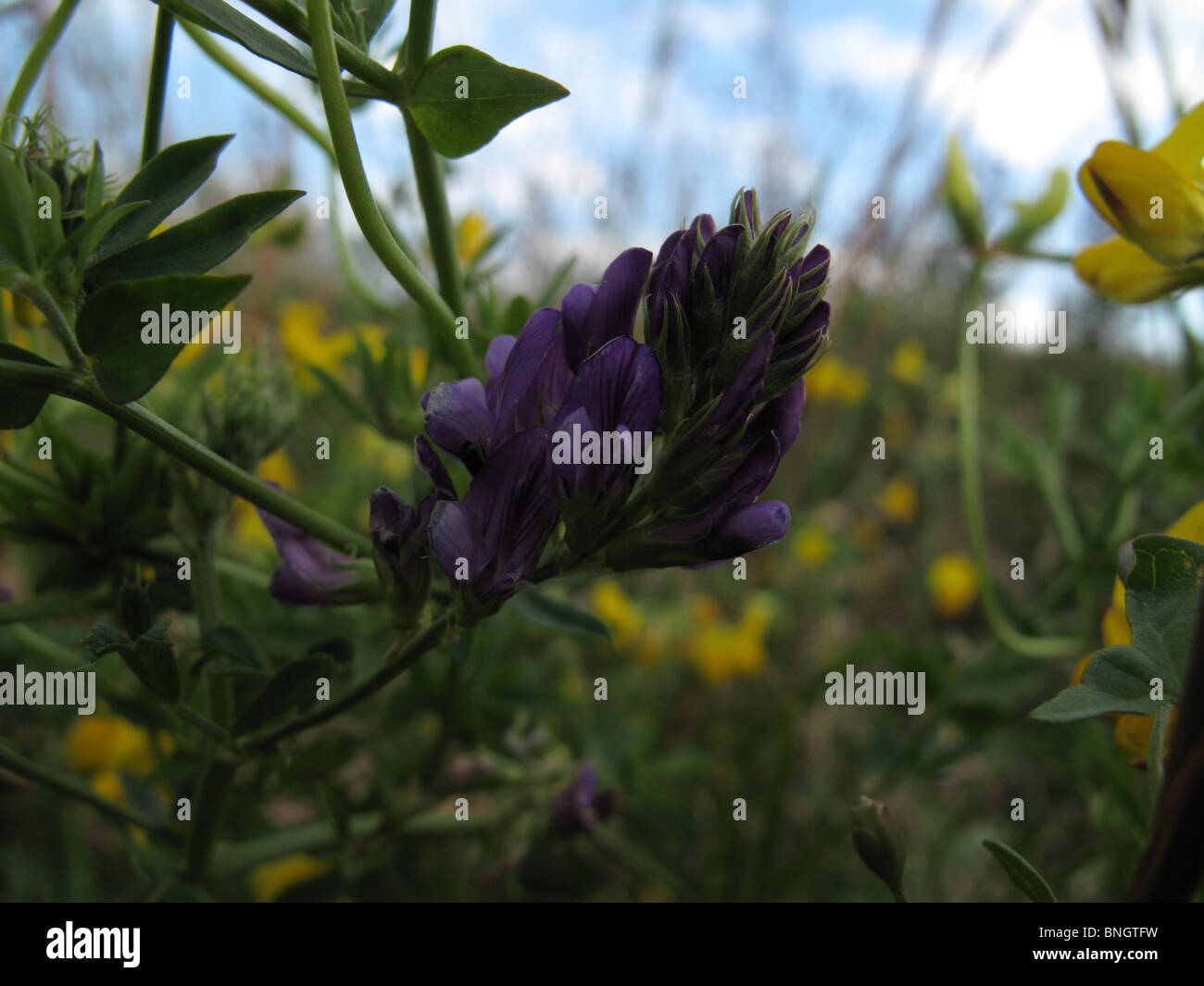 Fiori di erba medica (Medicago sativa ssp sativa) Foto Stock