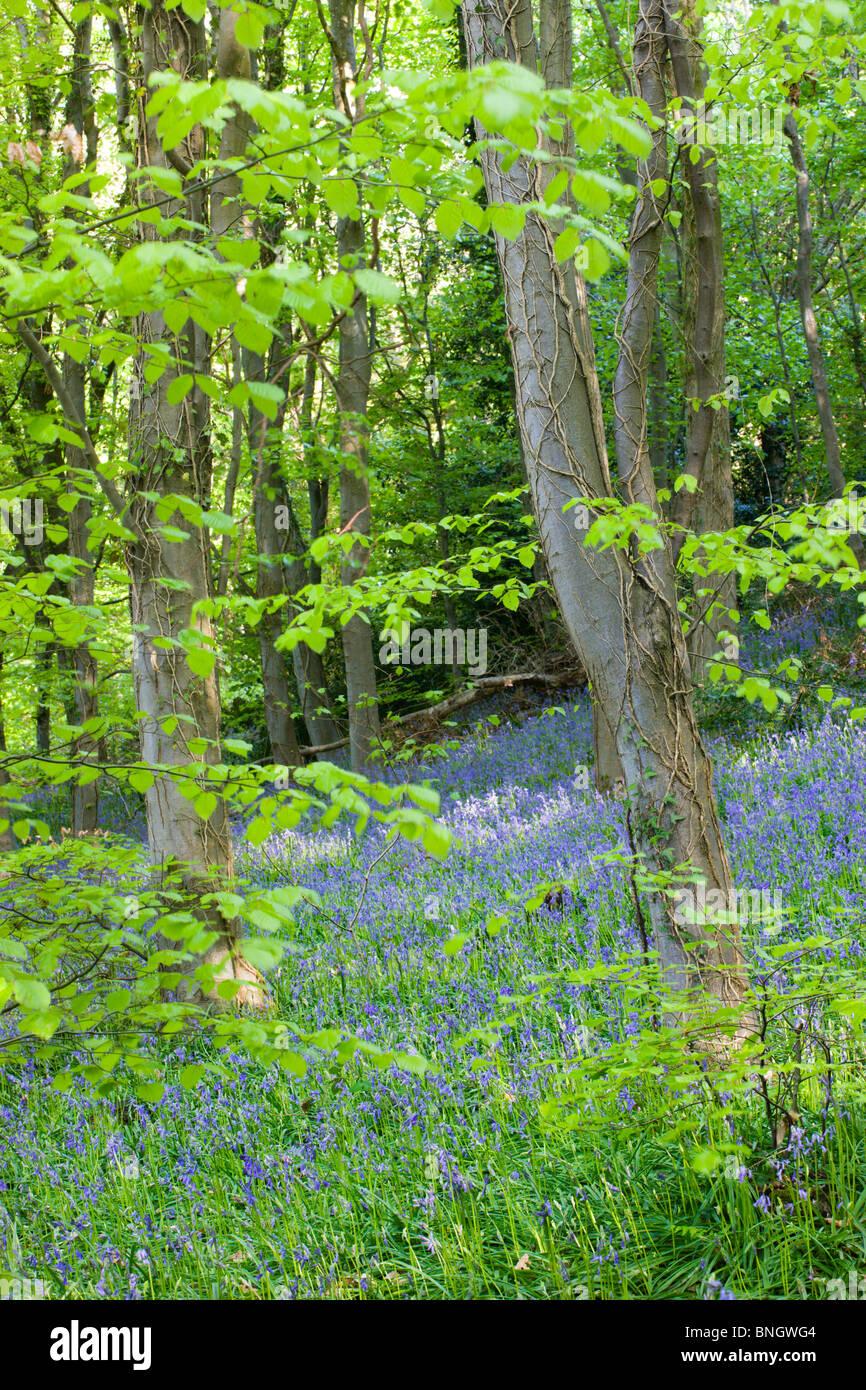 Bluebells comune (Hyacinthoides non scripta) cresce in Coed Cefn boschi, Parco Nazionale di Brecon Beacons, POWYS, GALLES. Foto Stock