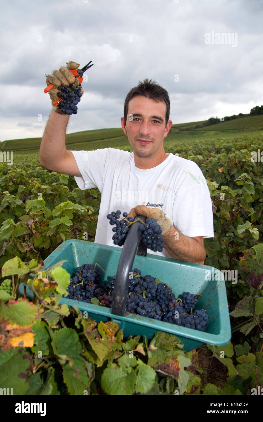 Lavoratori raccolta a mano le uve provenienti da un vigneto vicino a Epernay in Champagne provincia del nord-est della Francia. Foto Stock