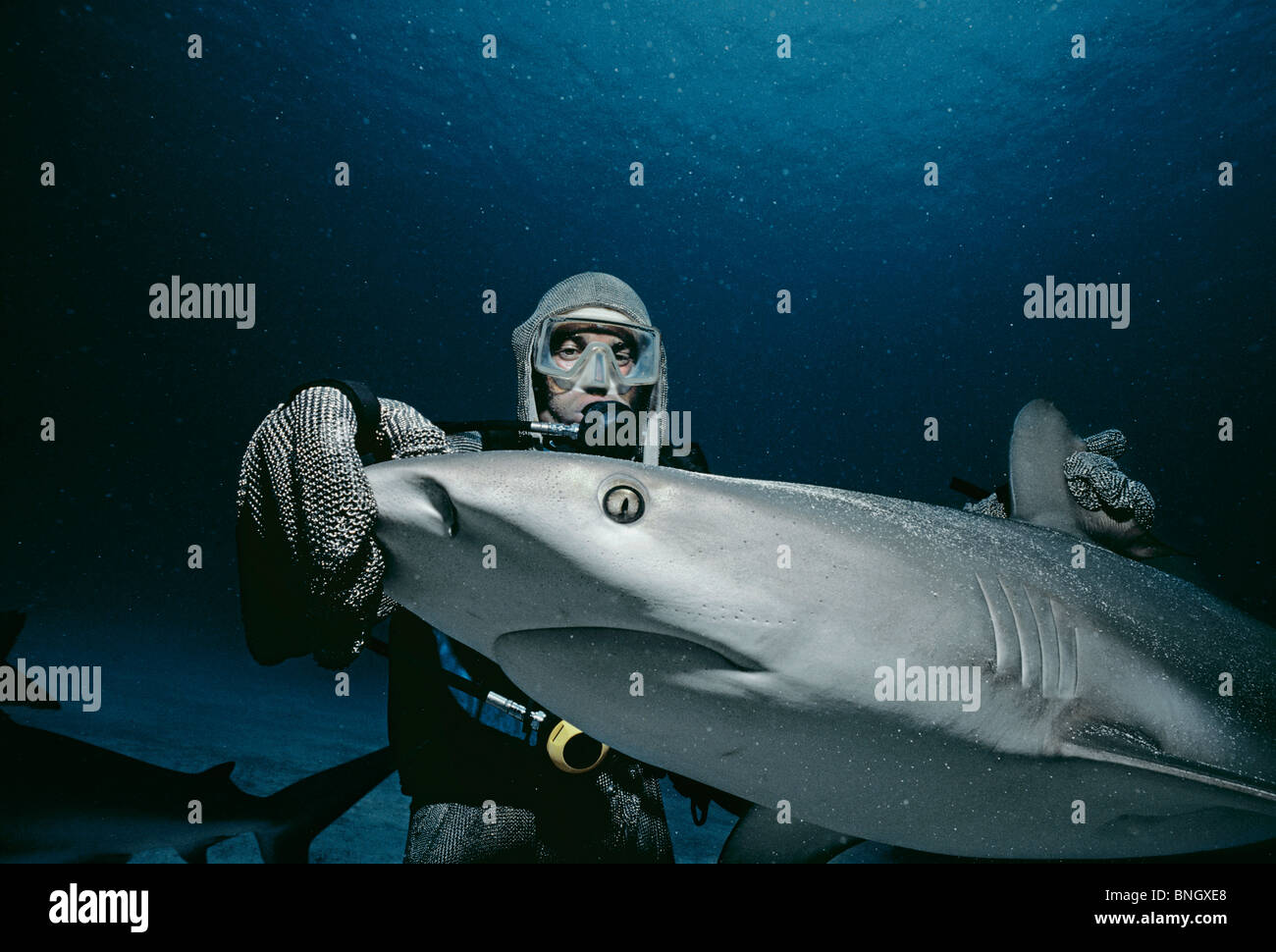 Shark hander holding Caribbean Reef Shark (Carcharhinus perezi) in trance, Bahamas - Mar dei Caraibi. Foto Stock