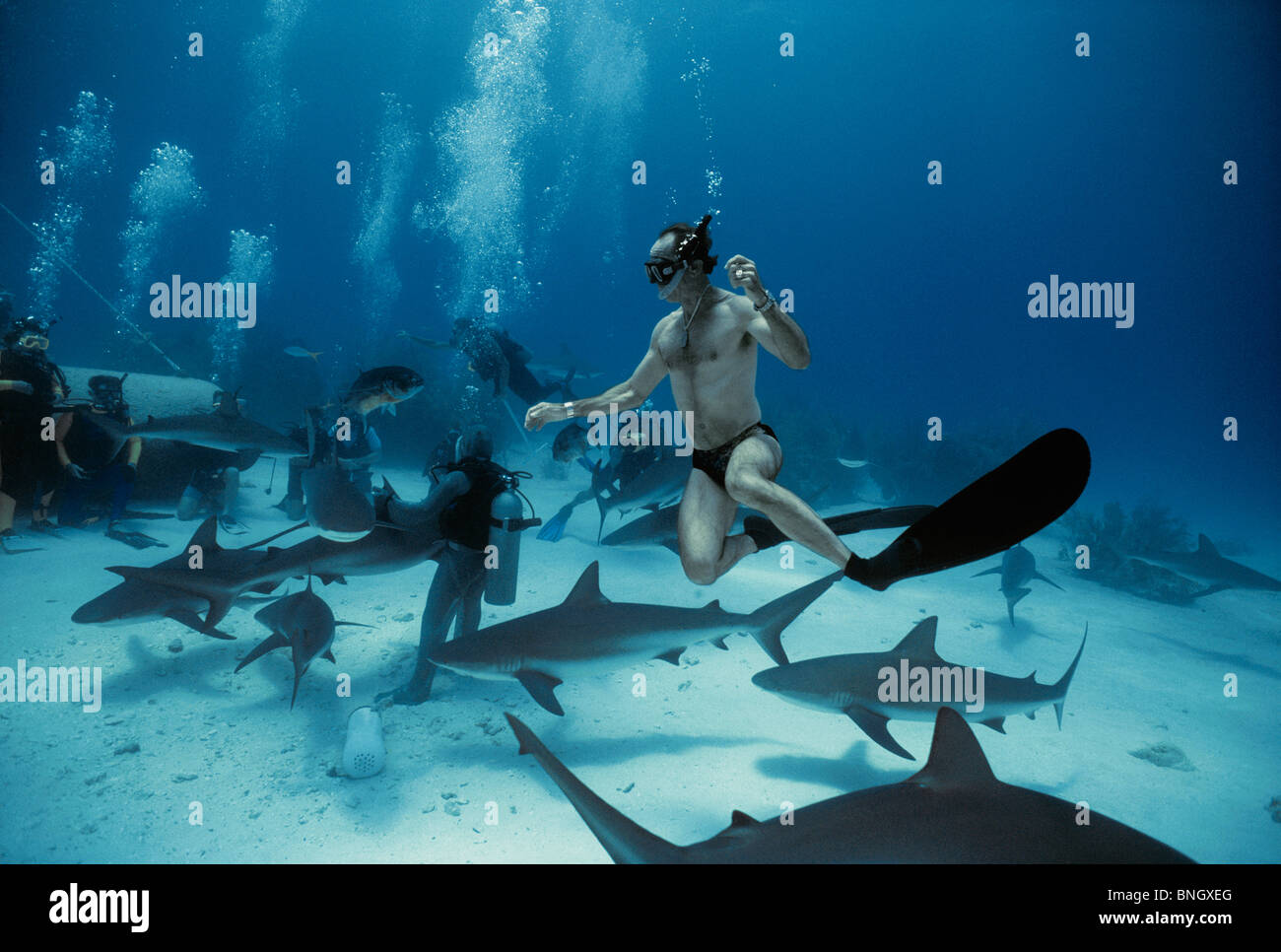 Esperto di squalo Neal Watson nuoto con Caribbean Reef Shark (Carcharhinus perezi), Bahamas - Mar dei Caraibi. Foto Stock