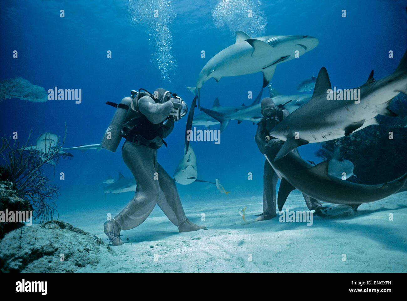 Fotografo fotografare la faccia del Caribbean Reef Shark (Carcharhinus perezi), Bahamas - Mar dei Caraibi. Foto Stock