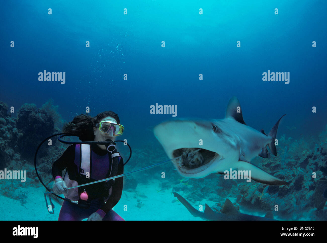 Gestore di squalo i feed dei Caraibi squali di barriera (Carcharhinus perezi), Bahamas - Mar dei Caraibi. Foto Stock