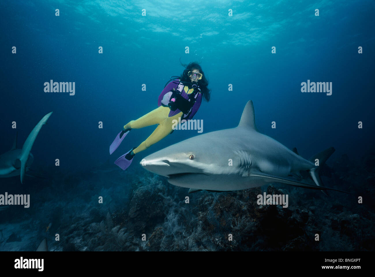 Immersioni subacquee con Caraibi squali di barriera (Carcharhinus perezi), Bahamas - Mar dei Caraibi. Foto Stock