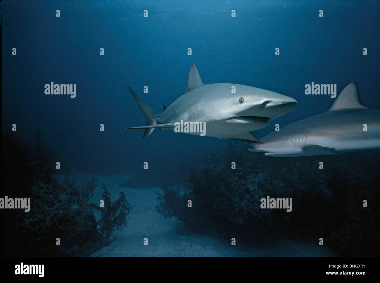 Caraibi squali di barriera (Carcharhinus perezi), Bahamas - Mar dei Caraibi. Foto Stock