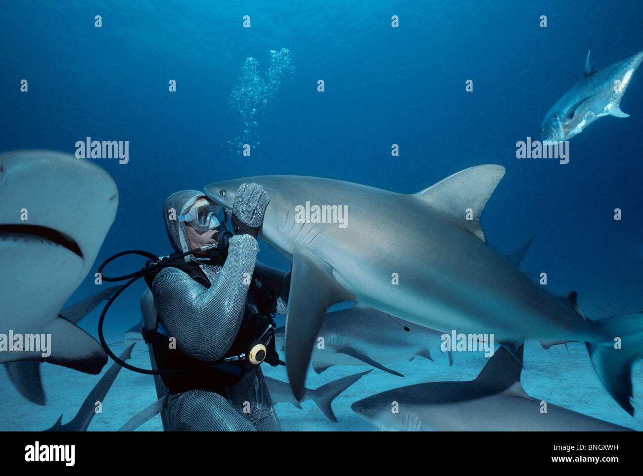 Gestore di squalo i feed dei Caraibi squali di barriera (Carcharhinus perezi), Bahamas - Mar dei Caraibi. Foto Stock