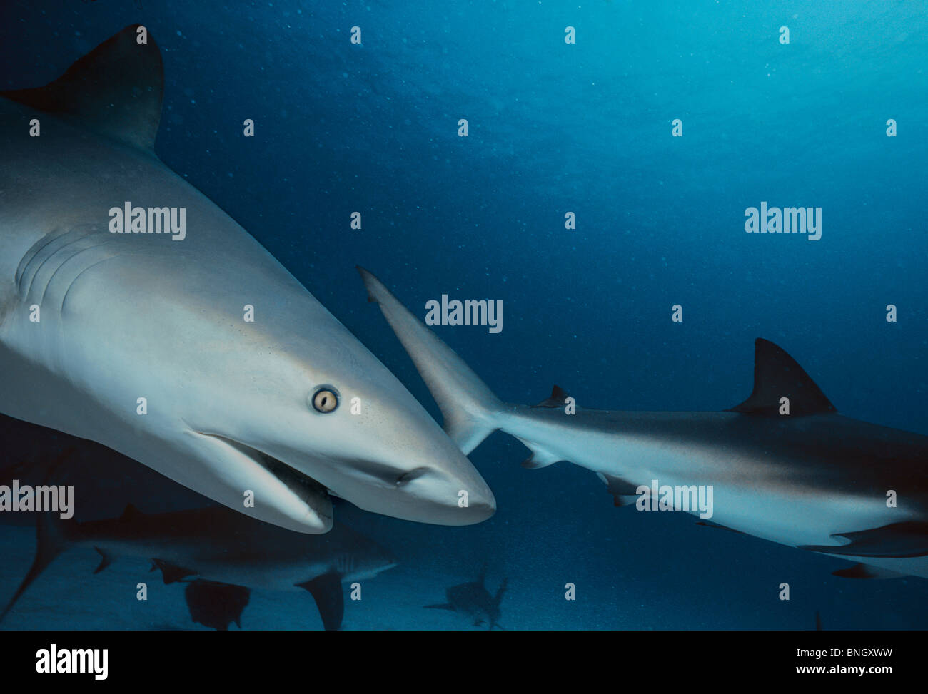 Caraibi squali di barriera (Carcharhinus perezi), Bahamas - Mar dei Caraibi. Foto Stock