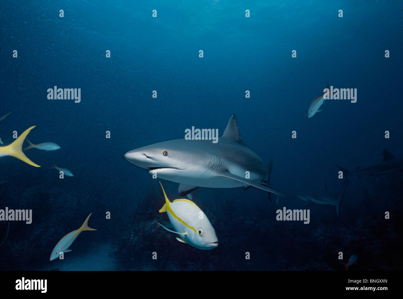Caraibi squali di barriera (Carcharhinus perezi) con scolarizzazione Limanda Lutiani (Ocyurus chrysurus), Bahamas - Mar dei Caraibi. Foto Stock