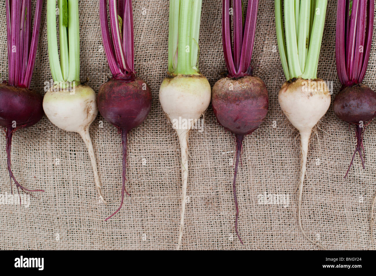 Beta vulgaris . Il bianco e il rosso barbabietola su hessian Foto Stock