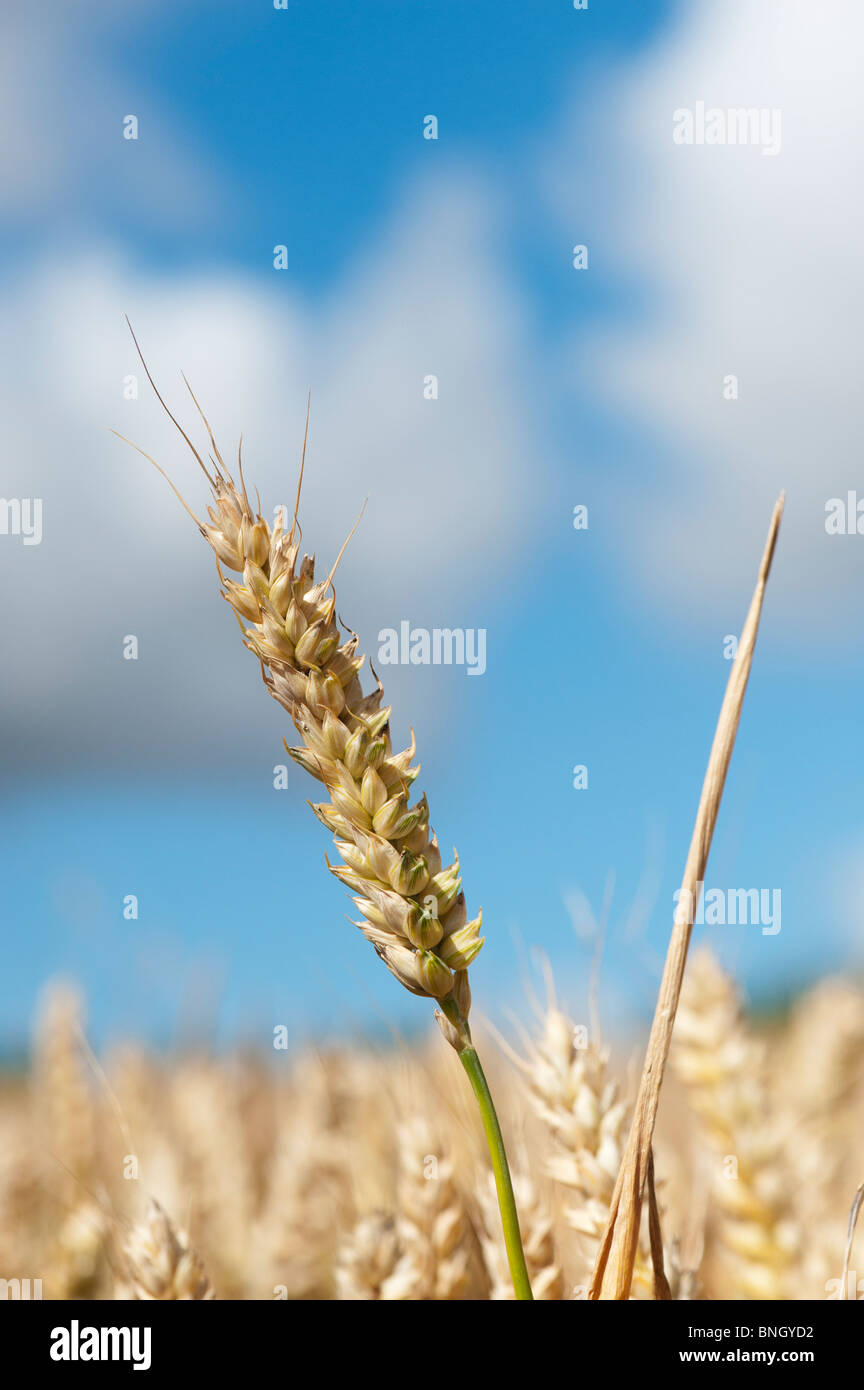 Triticum aestivum. Il grano in un campo nella campagna inglese Foto Stock