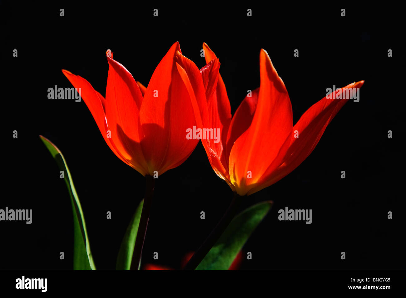 Tulipani in Boatstrand, nella contea di Waterford, Irlanda Foto Stock