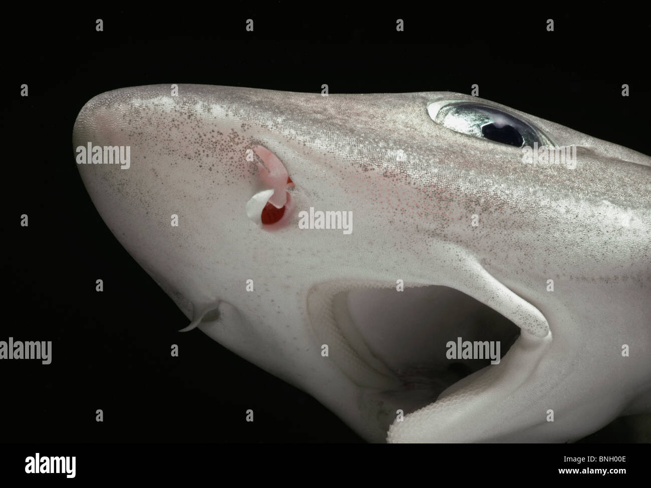 Mosè Smoothhound Shark (Mustelus mosis), la profondità di 500 m., Israele - Mare Rosso. Foto Stock