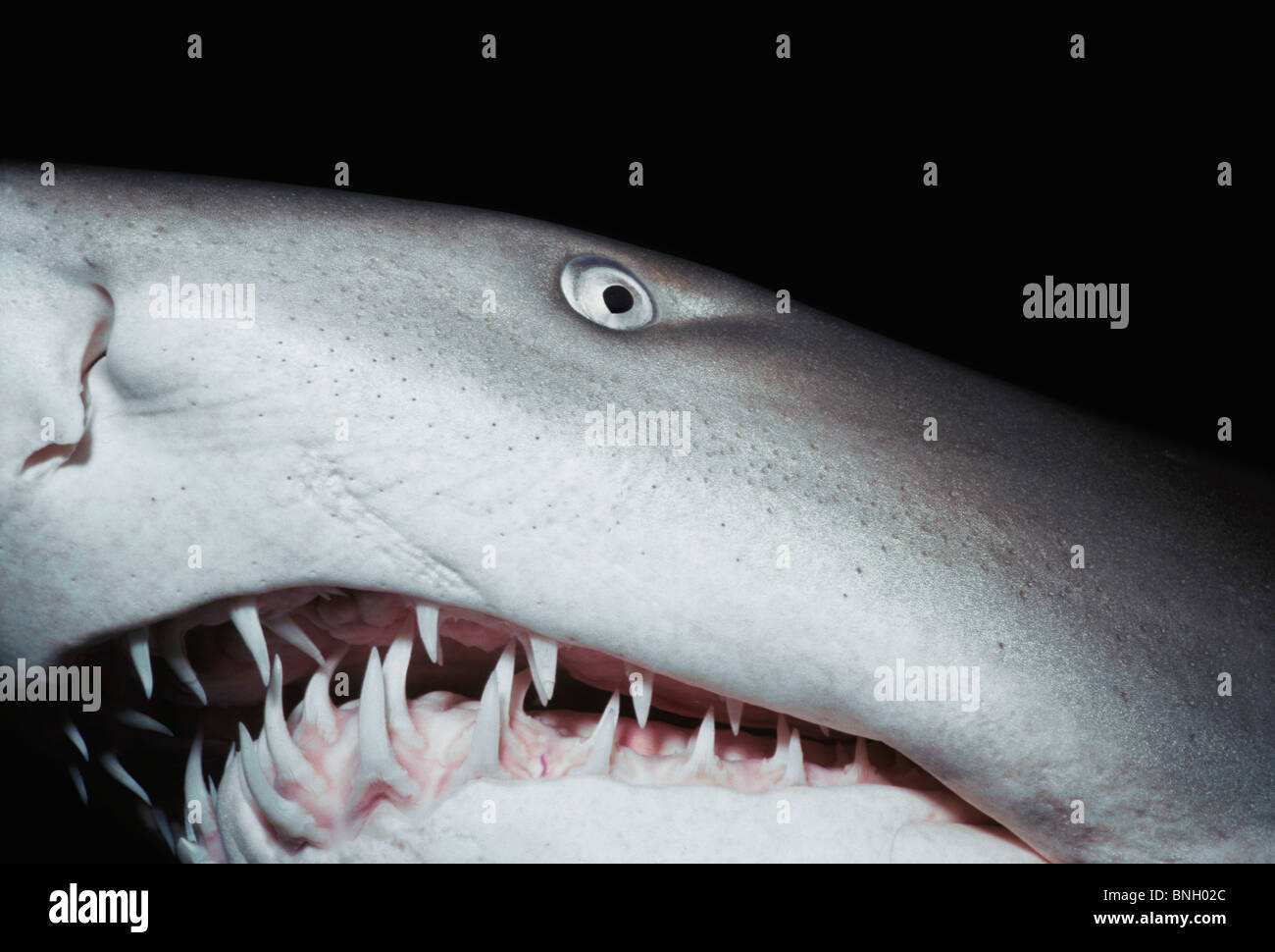 Sabbia Tiger Shark (Eugomphodus taurus) di notte, Australia orientale - Oceano Pacifico. Foto Stock